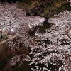 橋の上から見た夜桜