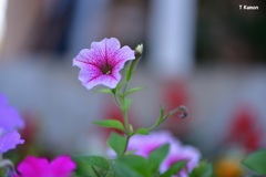 庭の花②
