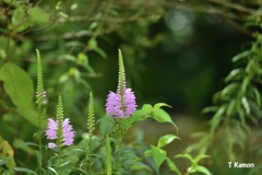 木曽路に咲く花ⅱ