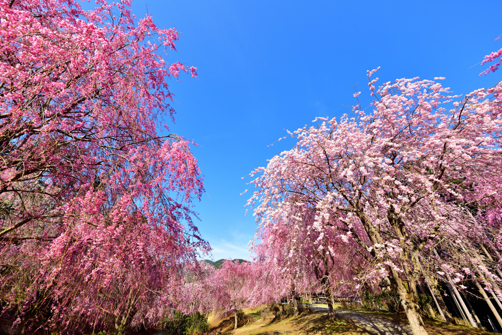 天空の庭～高見の郷～