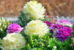 冬の花