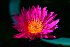 二月の熱帯スイレン④