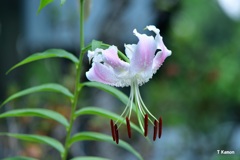 百合の花　～　ヤマユリ？