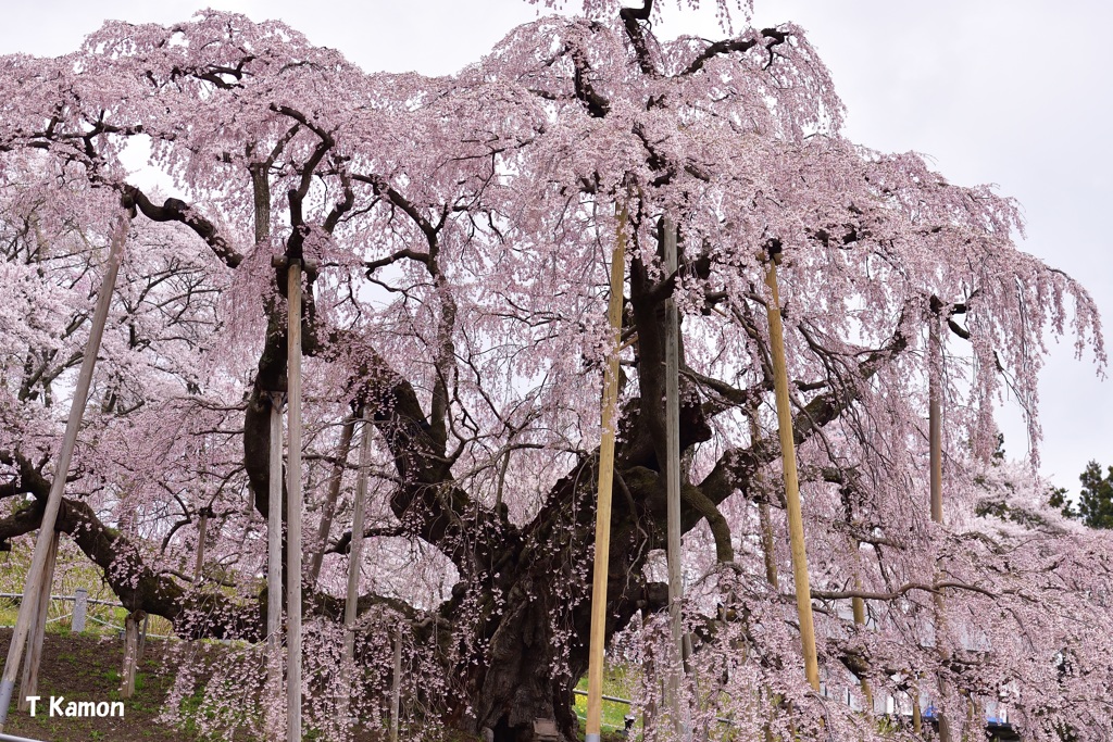三春の滝桜②