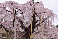 三春の滝桜②