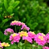 オオスカシバが蜜を求めて