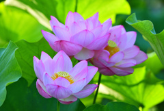 早朝観蓮会④
