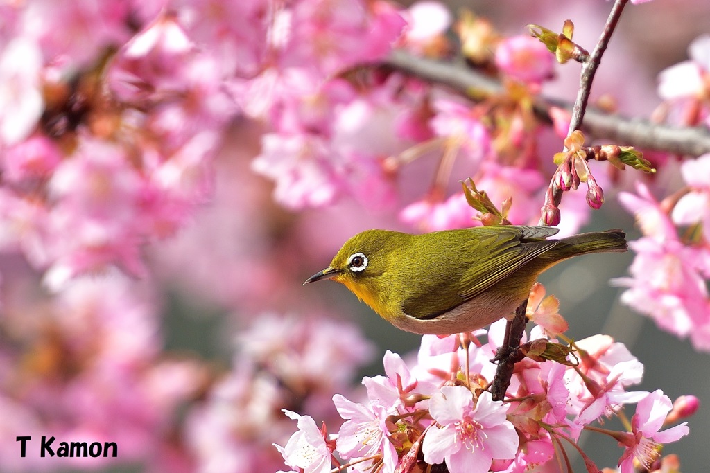 河津桜と遊ぶメジロ③