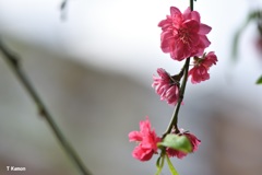 驚き～なぜ今 梅の花が①