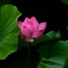 日本で一番濃い紅色