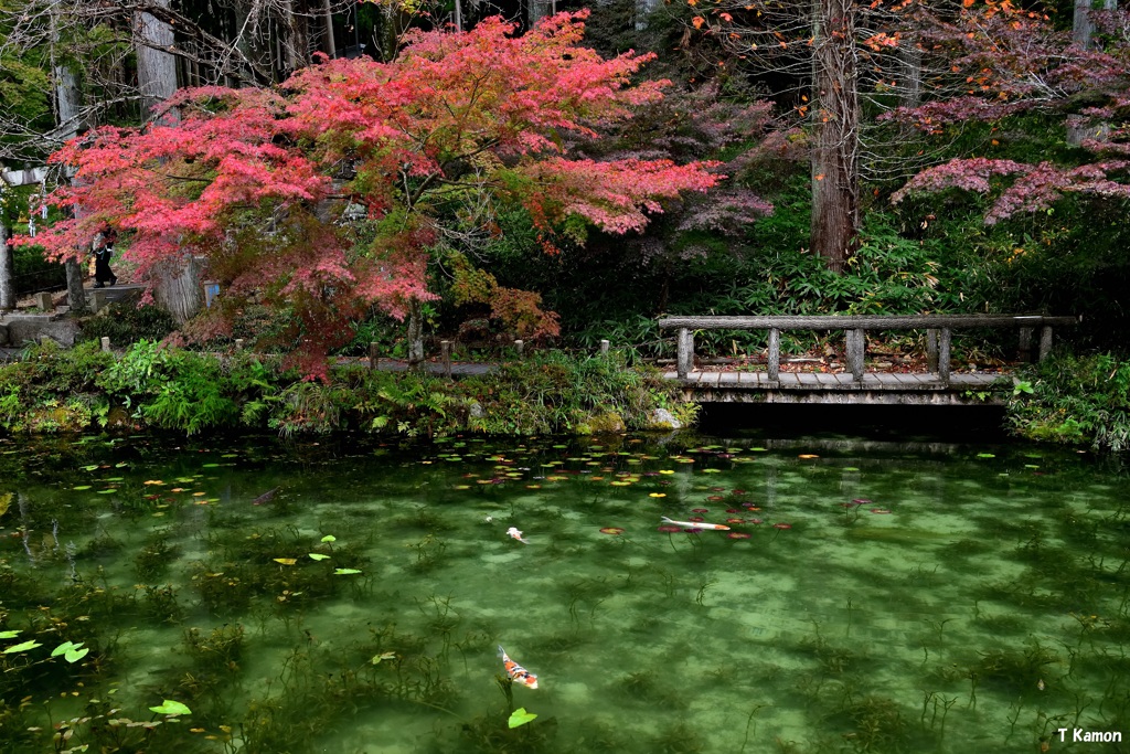 紅葉とモネの池