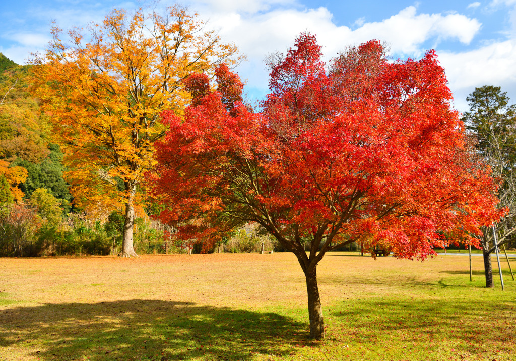 色づく公園