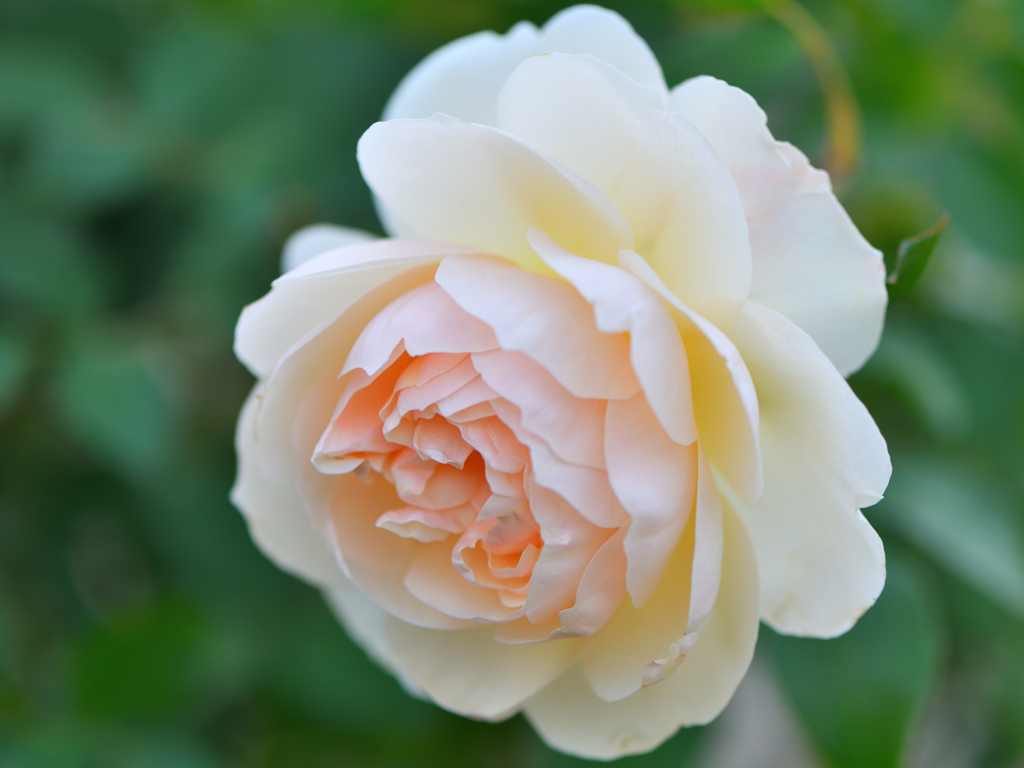 冬の薔薇➐～リッチフィールド・エンジェル～