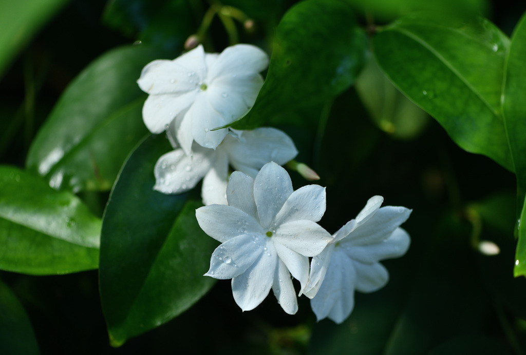 白い花に露