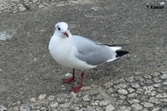 綺麗に撮ってネ (ユリカモメシリーズ⑤)