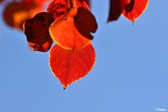 RED   LEAVES