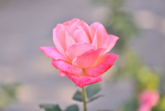 農業公園のバラ