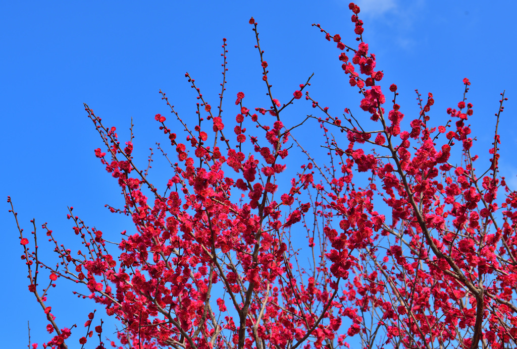 青い空に紅梅