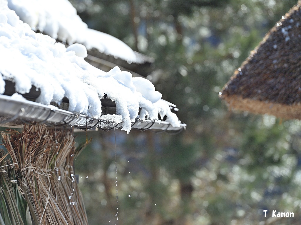 雪解け②