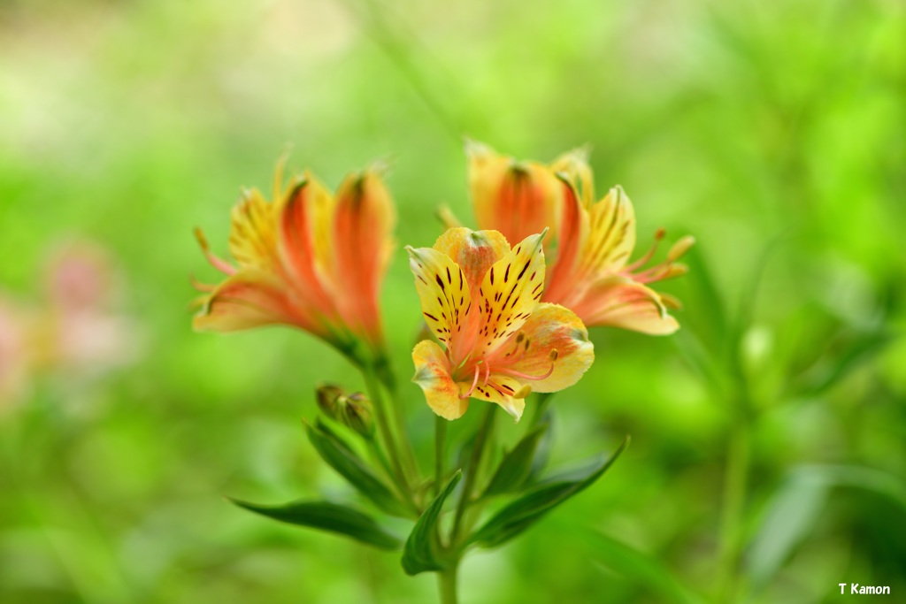 長雨と暑さで花壇の花は少ない