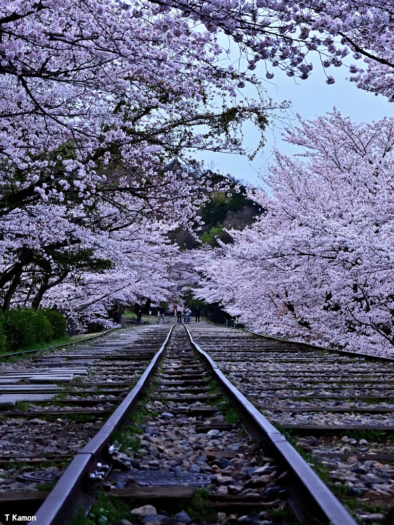 廃線の線路と桜