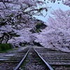 廃線の線路と桜