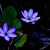 春を告げる花③