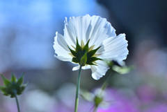 師走に咲く秋桜③