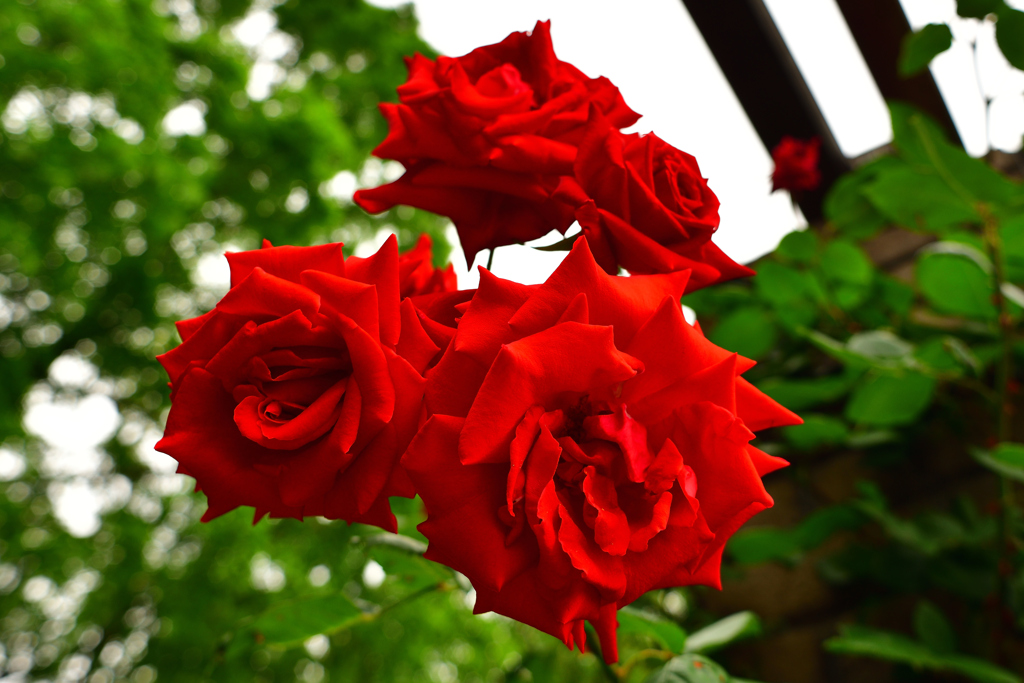 Red rose ④