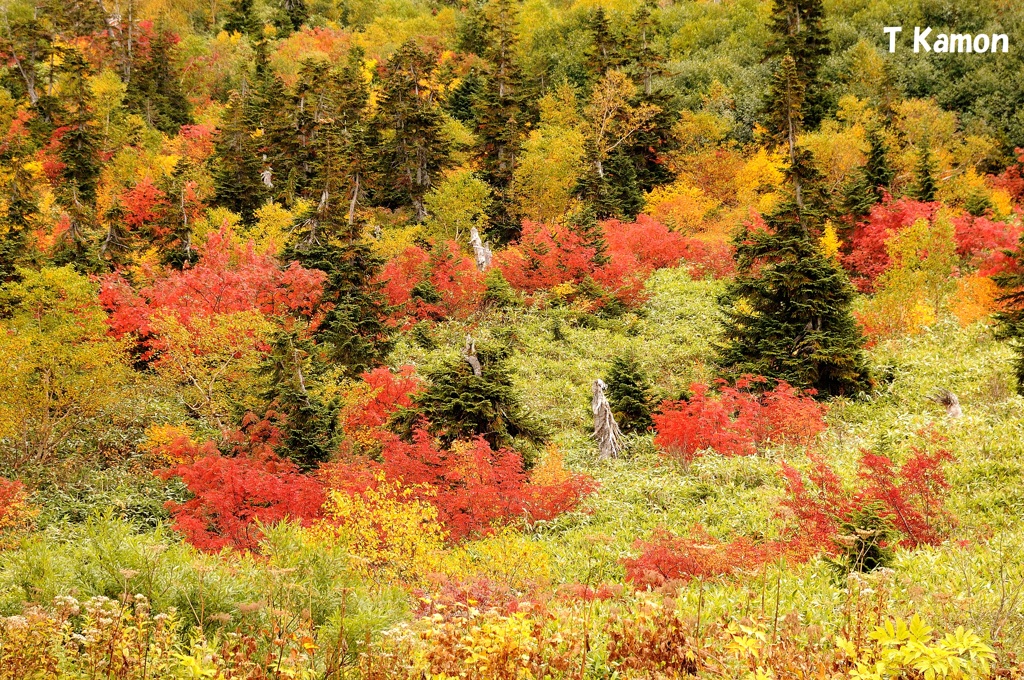 弥陀ヶ原の紅葉②