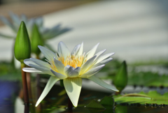 二月の熱帯スイレン①