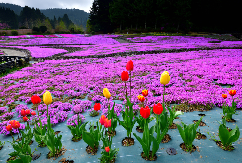 チューリップと芝桜