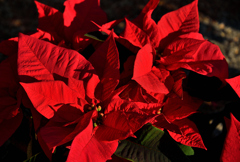 紅のコントラスト