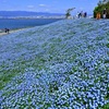 空と海と花が奏でる青のシンフォニー