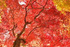 空を覆う秋(紅葉の風景⑥)