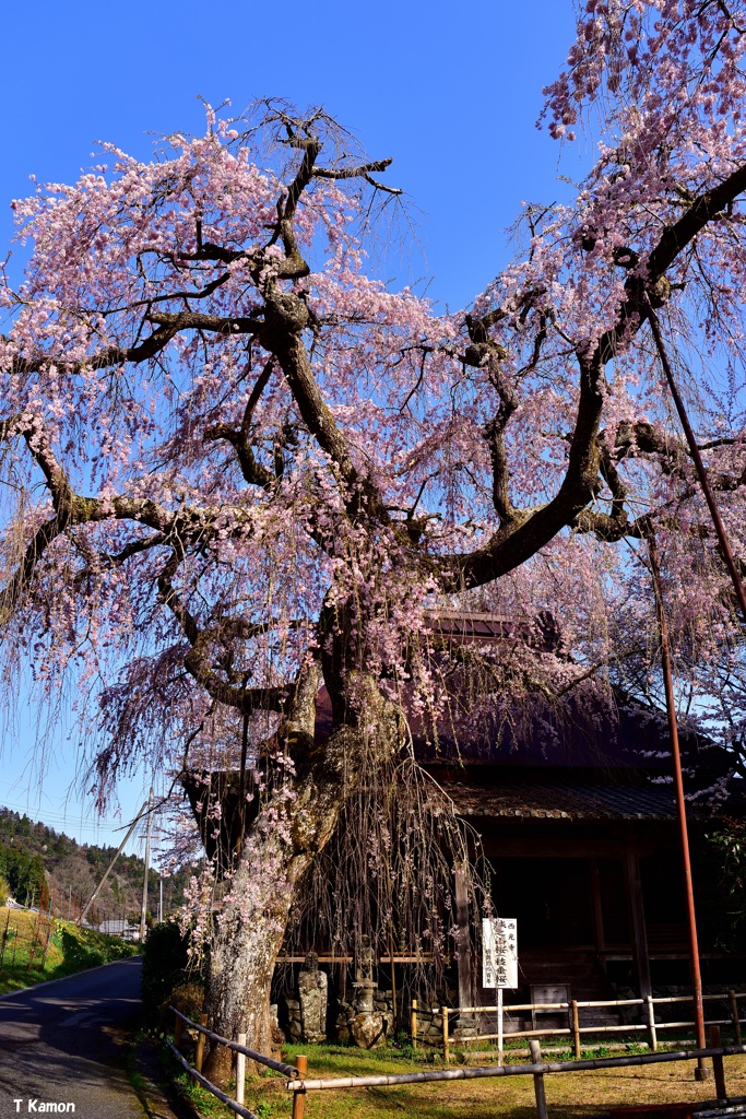 枝垂れ桜～城之山桜②