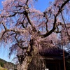 枝垂れ桜～城之山桜②