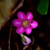 春を告げる花④