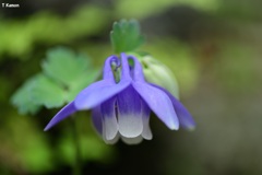 深山花忍