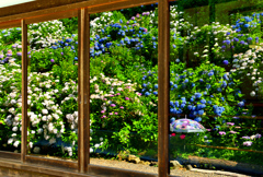写り込む紫陽花