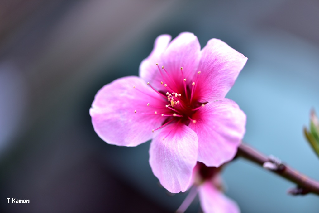 アーモンドの花⑧