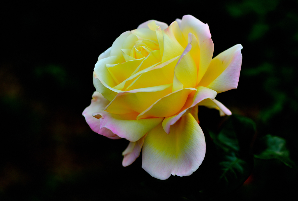 グラデーション