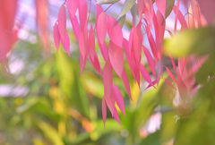 ピンク・リーフ