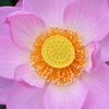 蓮の花Ⅵ