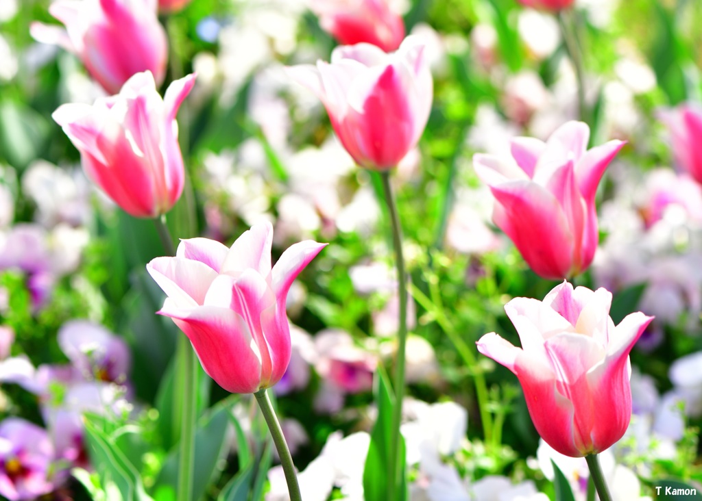 咲いた咲いたチューリップの花が