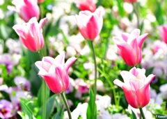 咲いた咲いたチューリップの花が