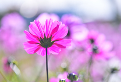 師走に咲く秋桜④