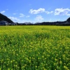 元気な百姓の花畑
