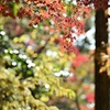 黄色と赤と玉ボケ