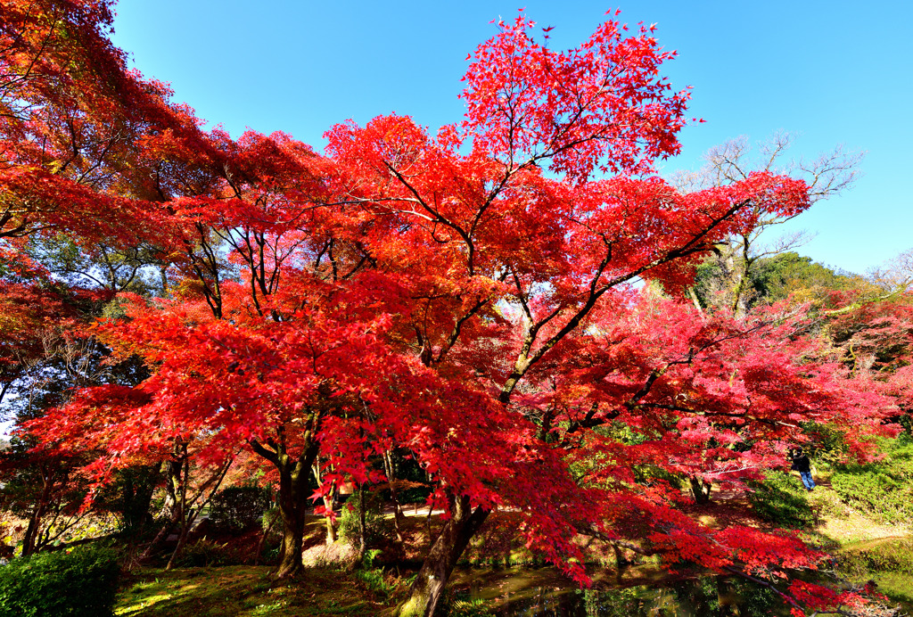 紅い広がり